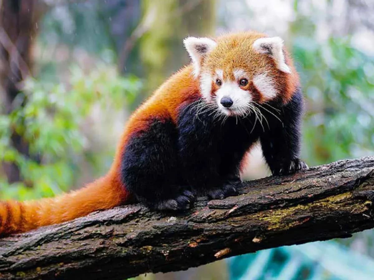 Red Panda valley