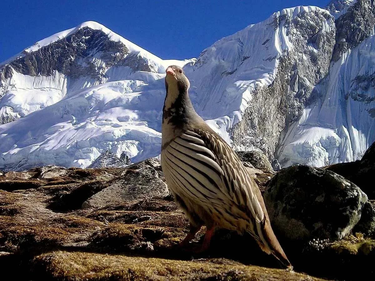 Everest Base Camp Trek via Cho La Pass