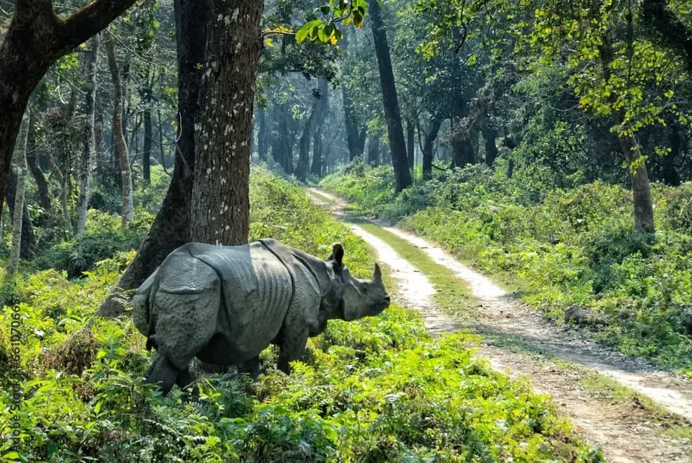 Jungle Safari in Nepal